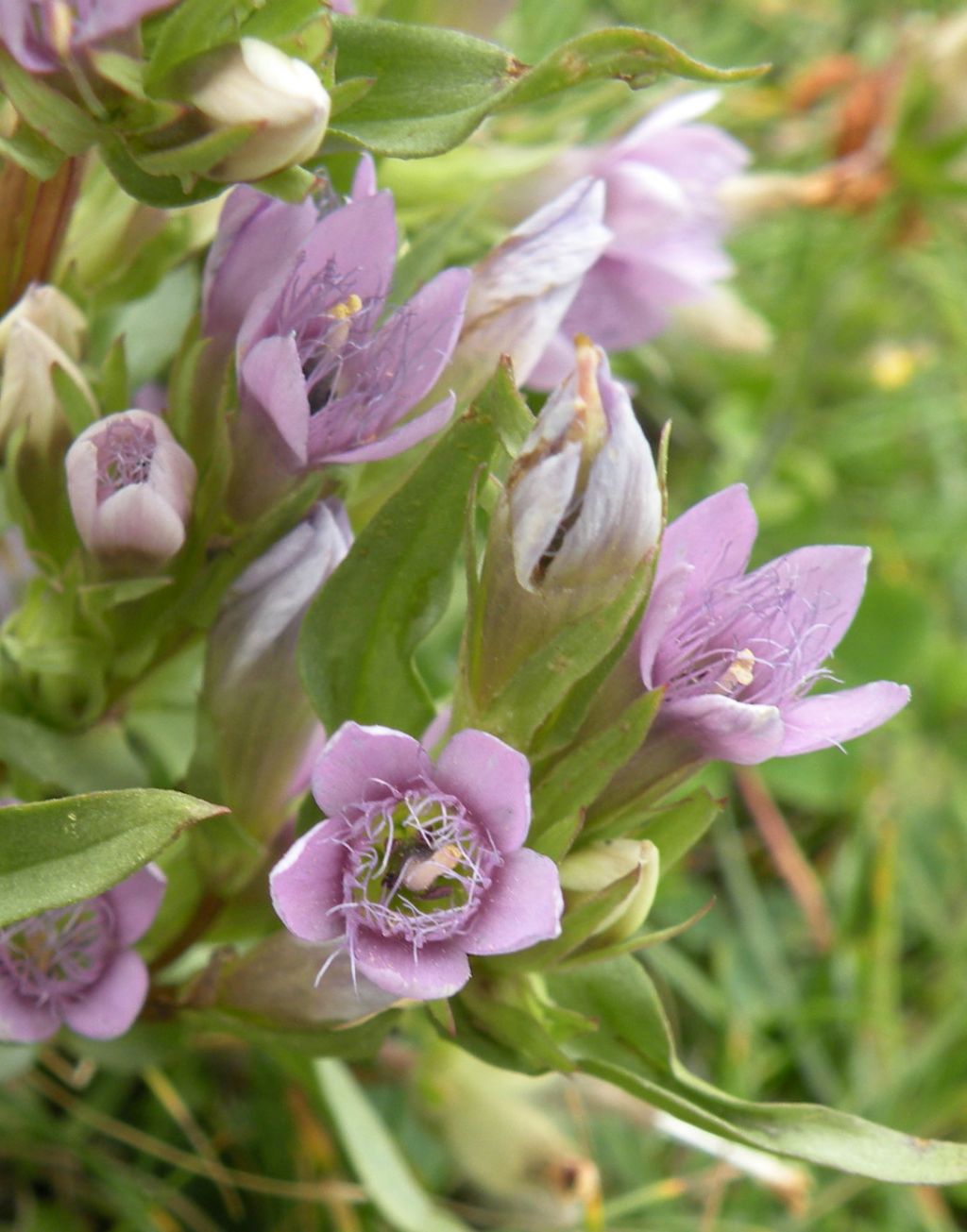 Gentianella dalla Valle d''Aosta - Gentianella ramosa